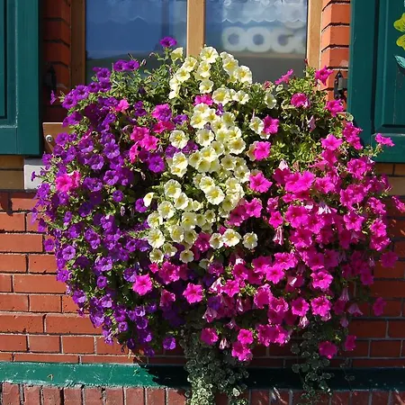 Guest house Berggasthaus & Schoene Aussicht